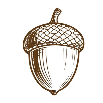 Detailed sketch illustration of a single acorn on a white background for design projects vector