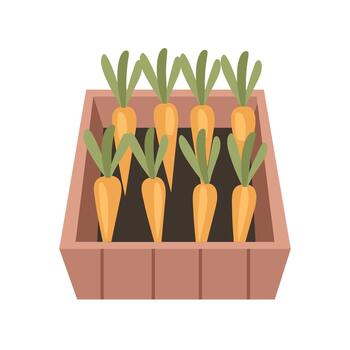 Fresh carrot display in box. Bunch of Carrots in Wooden Container. Carrots Displayed in Wooden Crate. vector