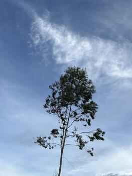 Lone tree branches against a blue sky with wispy clouds photo