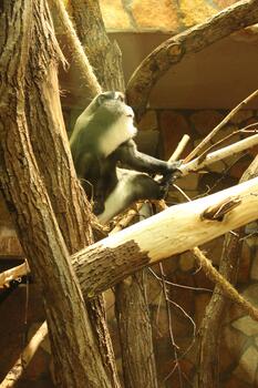 De Brazza's Monkey is a medium-sized monkey sitting on a large tree. Side view photo
