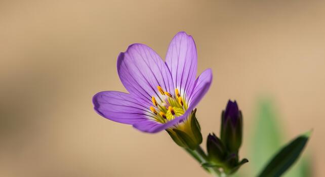 Macro composition of flower displaying artistic light and surface pattern photo