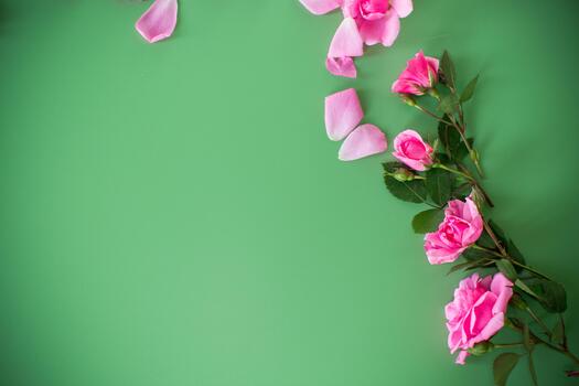 Pink roses from above on a plain background without objects photo
