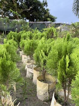Fresh green cypress trees growing in fabric pots create a visually appealing display photo