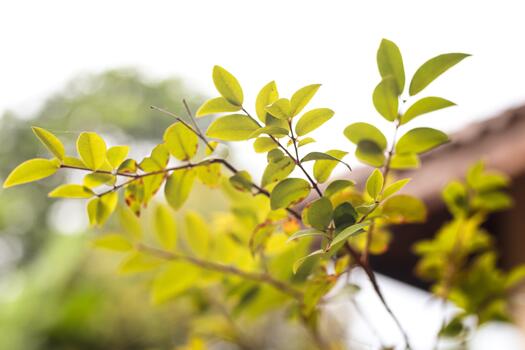 Close up of vibrant green leaves on a branch against a blurred background photo