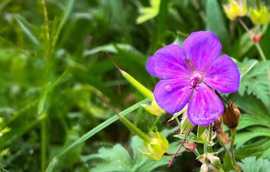Close-up of a delicate purple wildflower with small dew drops on its petals, surrounded by green grass and soft natural background. Peaceful summer nature scene. photo