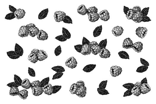 Set of raspberry berry with leaves. black ink isolated illustration in sketch line style vector