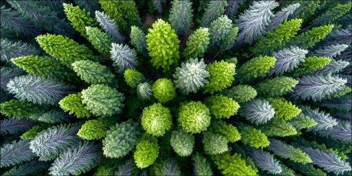 An aerial view captures the vibrant greens of a dense forest of evergreen trees photo