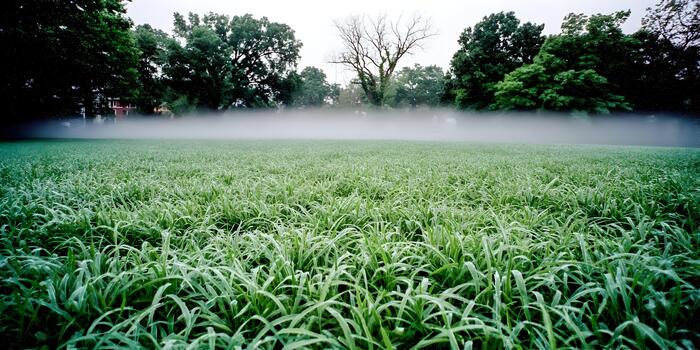 A wide shot captures a lush green field covered in a thin layer of fog with trees in the background photo