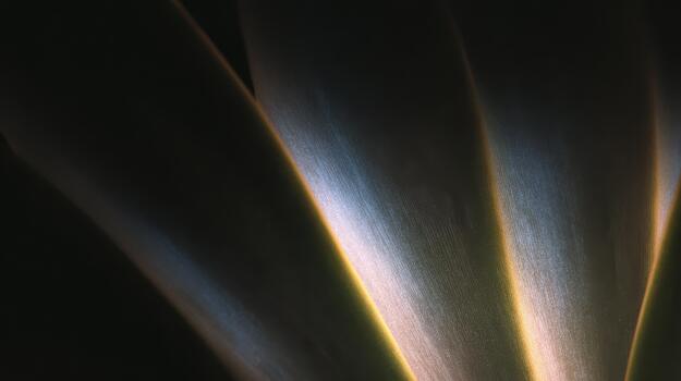 Soft glow of leaves in dark setting photo