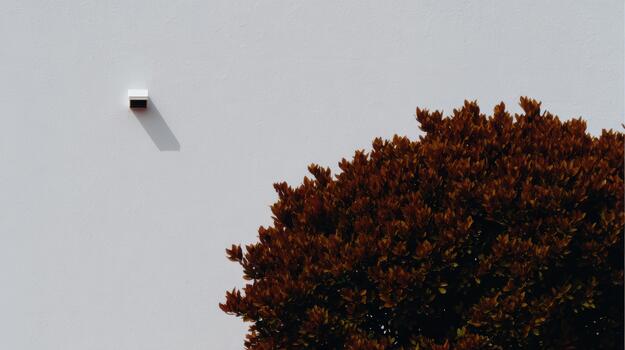 Bright wall with tree contrasting against the background photo