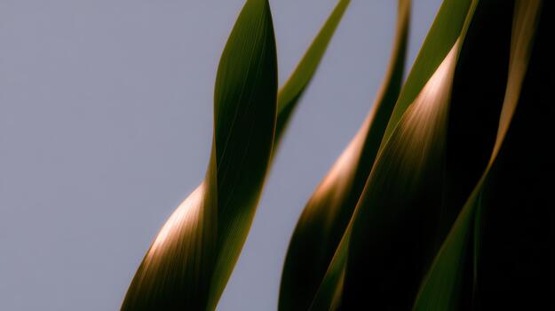Soft light shining on green leaves in the evening photo