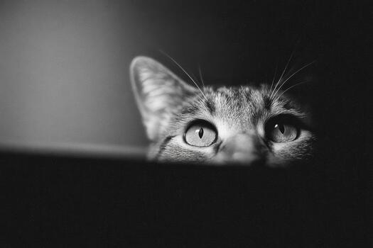 Curious cat peeking into the dark corner of a room photo