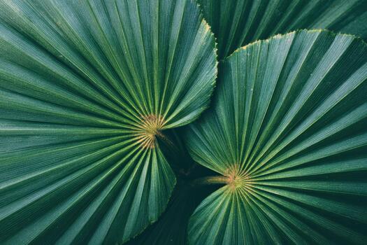 hermosa verde palma hojas crear un natural modelo foto