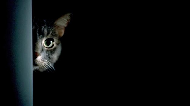 Curious cat peeks from behind a dark corner photo