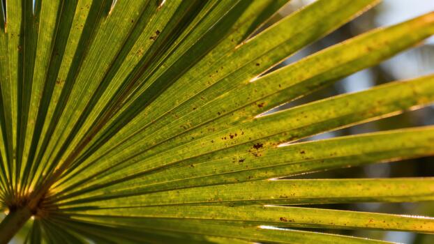 Sunlight filtering through the segmented green fronds of a tropical plant creates a striking pattern. photo