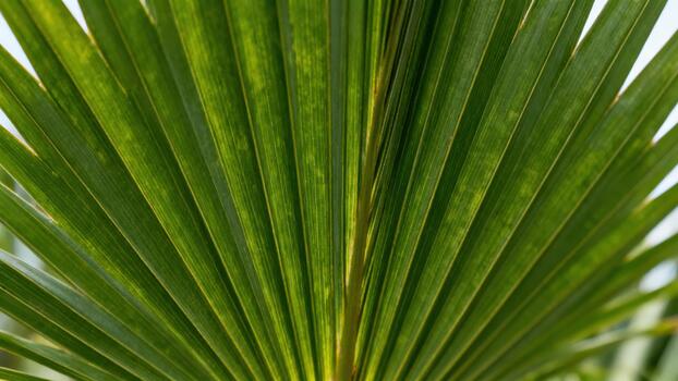 Close up view captures the radiating segments of a vibrant green foliage structure photo