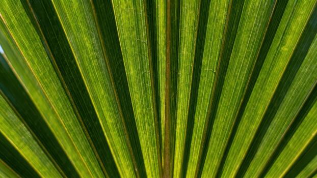 Close up view highlights the parallel structure and vibrant green color of a fan palm frond photo