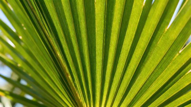 Sunlight illuminates the vibrant green structure of a fan shaped palm frond photo