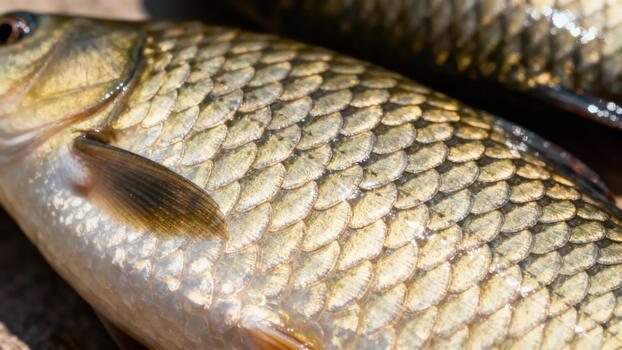 Close up view reveals intricate texture of freshly caught fish scales and fin photo