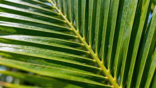 Bright sunlight illuminates the intricate structure of a vibrant green frond in close up. photo
