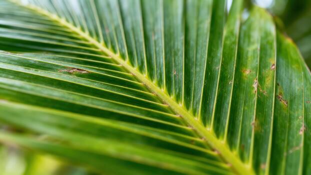 Close up perspective showcases the vibrant green texture and structure of a large tropical frond photo