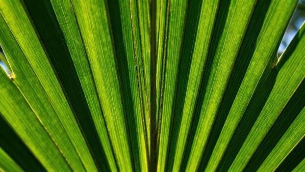 Vibrant green palm frond segments show parallel lines illuminated by bright sunlight. photo