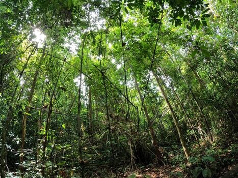 Dense Undergrowth and Thin Tree Trunks in a Low Angle View of the Tropical Forest photo