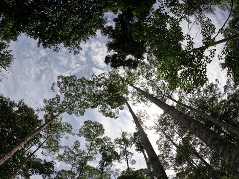 Low Angle View of Extremely Tall Tree Trunks Reaching Towards a Cloudy Sky photo
