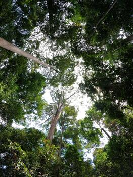 Low Angle View Looking Up at Dense Tropical Forest Canopy and Sky photo