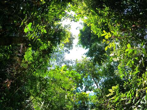 Looking Up into Dense Tropical Forest Canopy with Sunlight Streaming Through Leaves photo