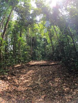 luz de sol mediante pabellón esclarecedor un bosque camino cubierto en seco hojas foto