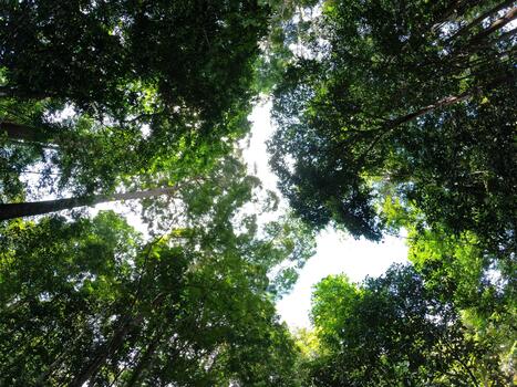 Looking Up at Tropical Forest Canopy with Gaps of Bright Sky Visible Above photo