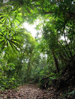 luz de sol filtración mediante denso tropical palmas foto