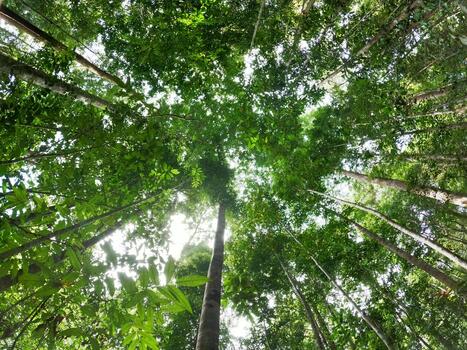 Looking Up at Tall Tree Trunks and Dense Green Canopy in a Tropical Rainforest photo