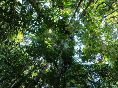 Looking Up into Dense Tropical Forest Canopy with Sunlight Streaming photo