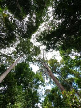 perspectiva ver de masivo Derecho árbol bañador alcanzando mediante denso bosque pabellón foto