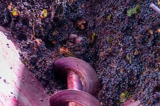 Red grapes are flowing into a processing machine where a large screw mechanism is preparing them for destemming and pressing, initiating the winemaking process photo