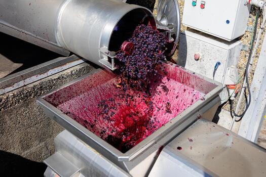 Red grapes falling from a metal destemmer and crushing machine into a receiving vat during the winemaking process, creating juice and pulp for fermentation photo