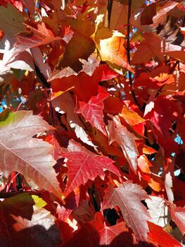 vibrante otoño arce hojas crear un maravilloso monitor de color en contra un brillante cielo foto