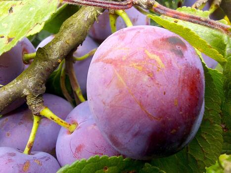 Blue Plums Growing on Tree Branches in a Lush Orchard During Late Summer photo