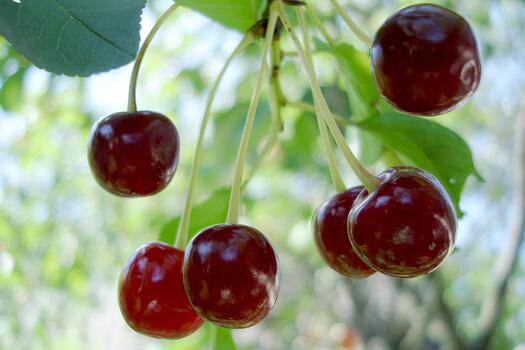 Close-up of red cherries hanging from a branch with green leaves in the sunlight photo