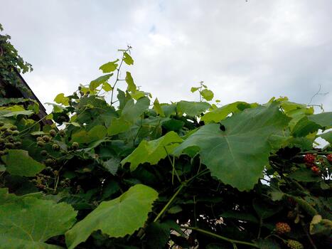 Exploring the Vibrant Growth of Grape Leaves Under a Cloudy Sky in Summer photo