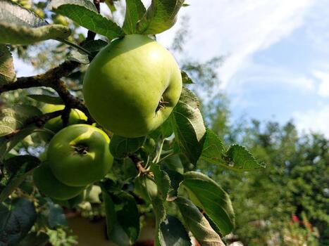 Green Apples Grow on a Branch During Late Summer in a Lush Garden Setting With Blue Sky photo