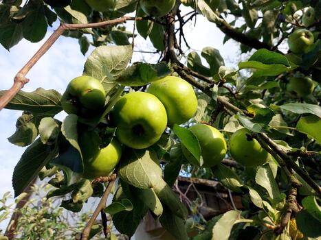 Green Apples Growing on a Branch in an Orchard During a Clear Sunny Day photo