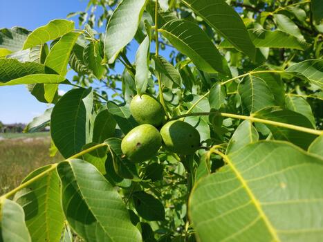 Green Walnut Fruits Growing on a Tree Branch in a Sunny Outdoor Setting During Summer photo