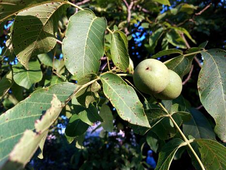Green Walnuts Growing on a Tree Branch in Sunny Weather photo