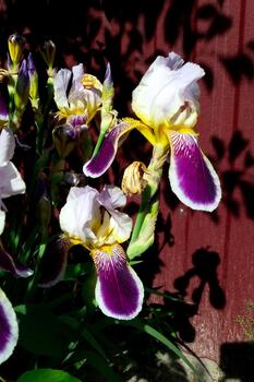 Violet Iris Flowers Bloom Vibrantly Against the Backdrop of a Weathered Red Fence in Sunlight photo