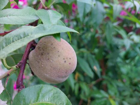 melocotón Fruta acercándose madurez en árbol ramas en un vibrante jardín ajuste foto