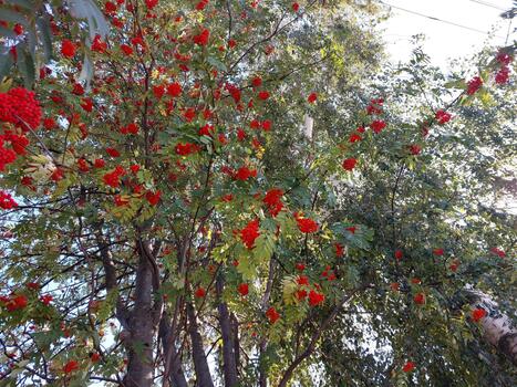 Bright Clusters of Red Rowan Berries Adorn the Branches of a Healthy Tree in Autumn photo