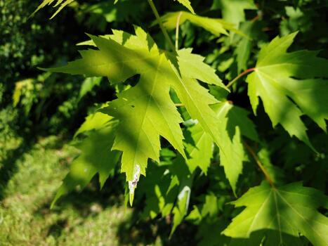 Bright Green Sharp Leaved Maple Leaves Basking in Sunlight on a Warm Summer Day photo